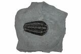 Calymene Niagarensis Trilobite Fossil - New York #269952-1